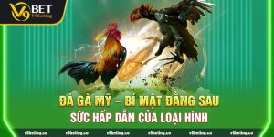 Đá Gà Mỹ - Bí Mật Đằng Sau Sức Hấp Dẫn Của Loại Hình