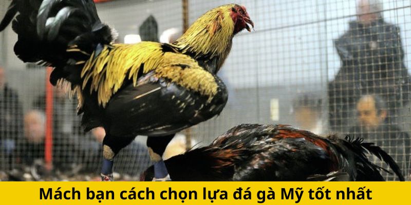 Mách bạn cách chọn lựa đá gà Mỹ tốt nhất