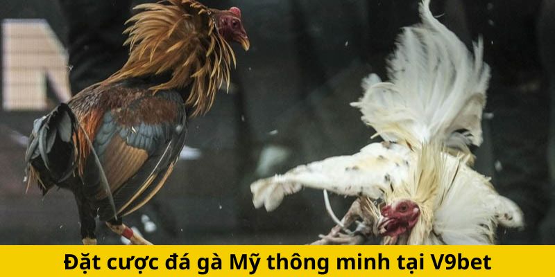 Đặt cược đá gà Mỹ thông minh tại V9bet