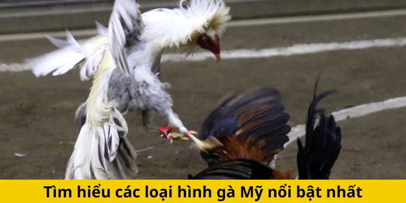 Tìm hiểu các loại hình gà Mỹ nổi bật nhất