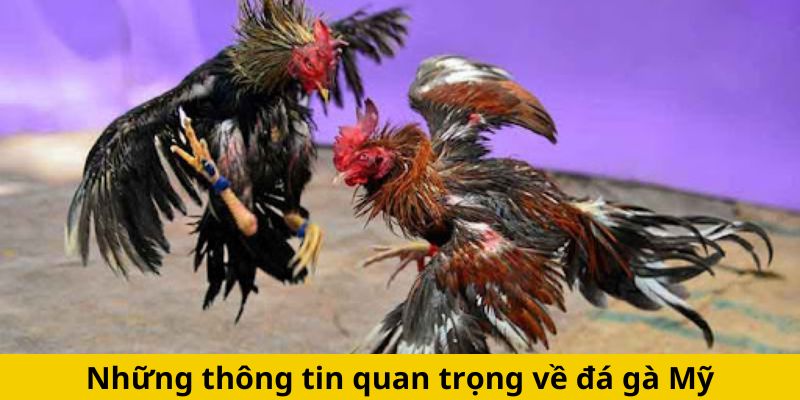 Những thông tin quan trọng về đá gà Mỹ