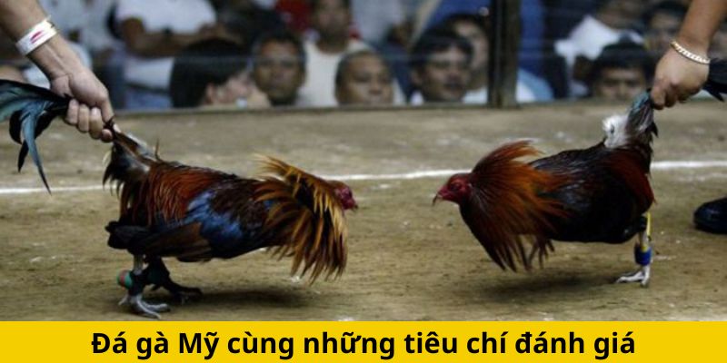 Đá gà Mỹ cùng những tiêu chí đánh giá