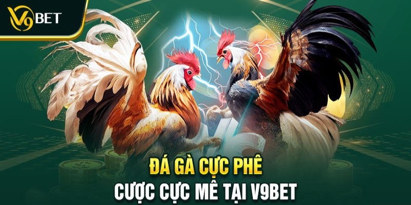 Đá gà V9bet là sảnh cá cược hấp dẫn nhất thị trường